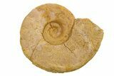 Jurassic Ammonite (Hildoceras?) Fossil - Morocco #289675-1